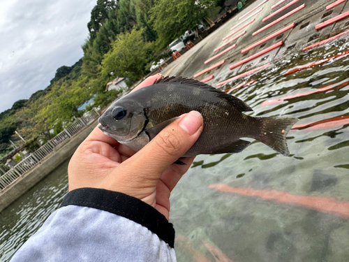 クロメジナの釣果