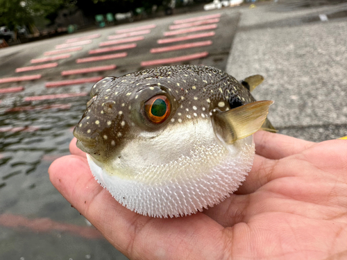 クサフグの釣果