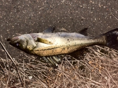 フッコ（マルスズキ）の釣果