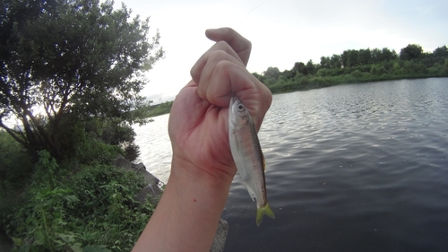 オイカワの釣果