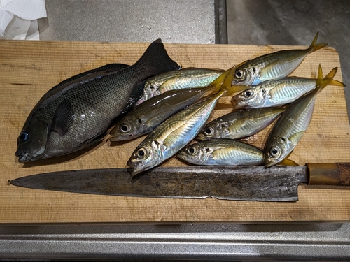 アジの釣果