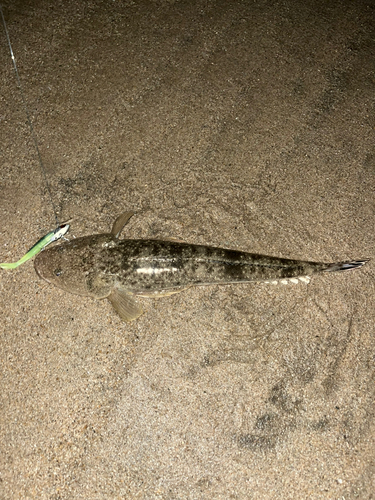 マゴチの釣果