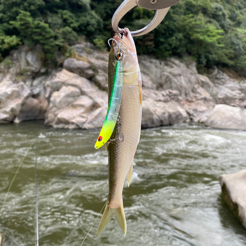 木津川下流（京都）で釣れたコイの釣り・釣果情報 - アングラーズ