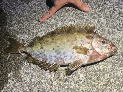 アイゴの釣果