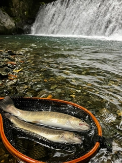 イワナの釣果