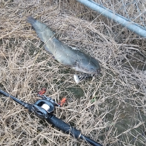 マナマズの釣果