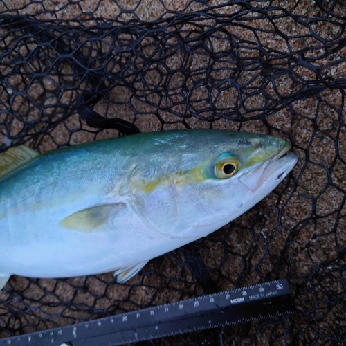 ツバイソの釣果