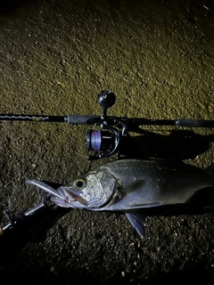 ヒラスズキの釣果