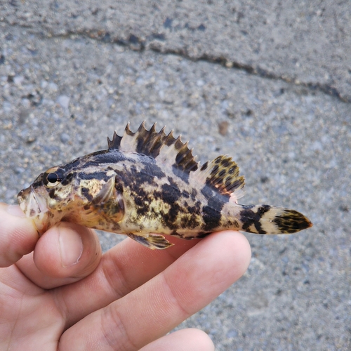 タケノコメバルの釣果