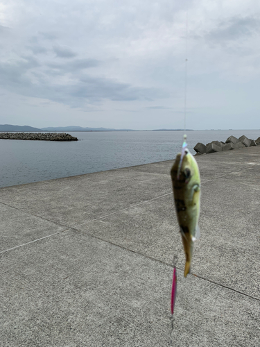 クサフグの釣果