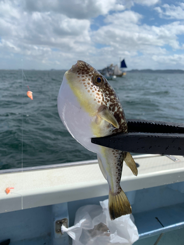 ショウサイフグの釣果