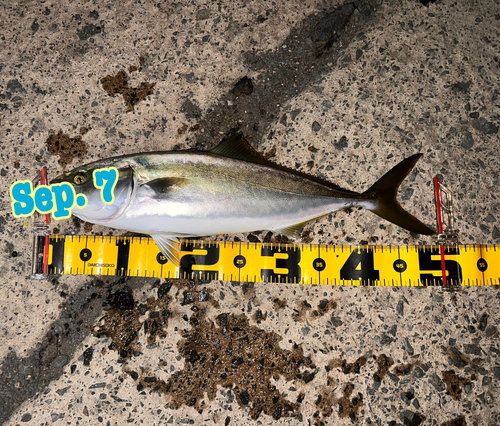 イナダの釣果