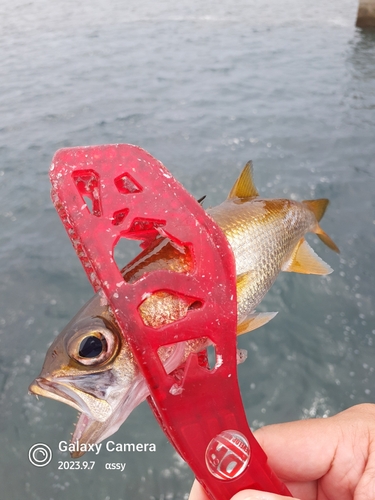 ムツの釣果