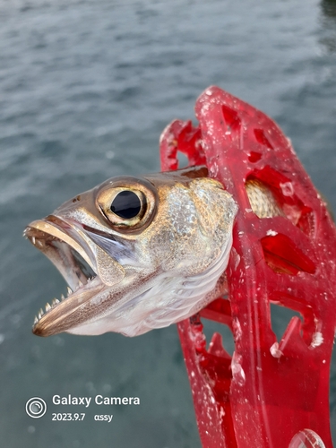 ムツの釣果