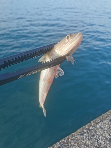 エソの釣果