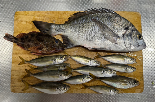 アジの釣果