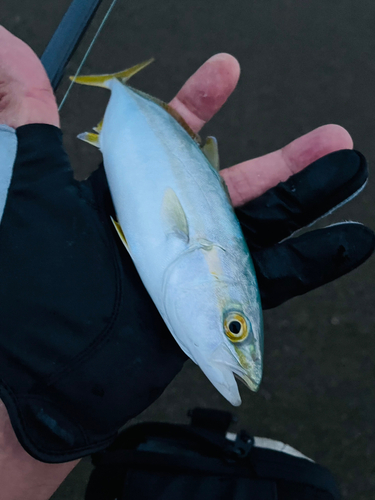 ワカシの釣果