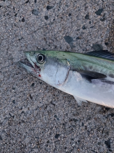 サゴシの釣果