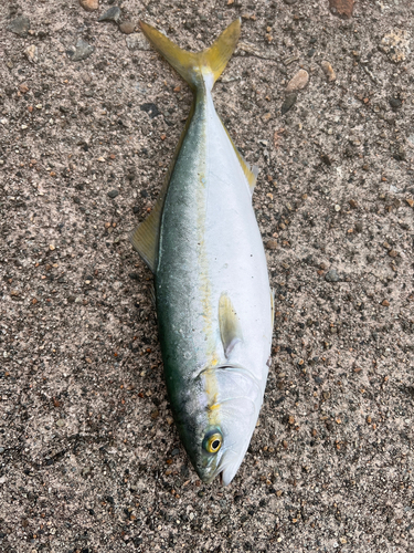 ツバイソの釣果