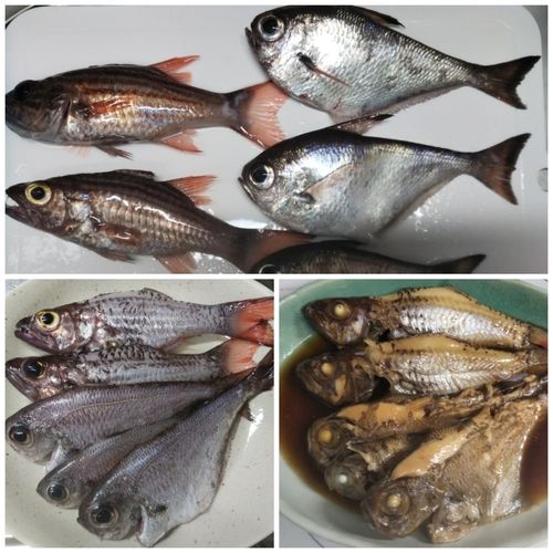 ハタンポの釣果