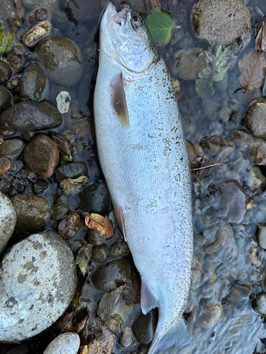 ニジマスの釣果