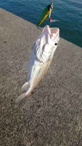 イシモチの釣果