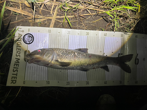 ニゴイの釣果