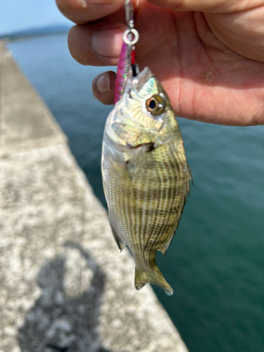 イナダの釣果