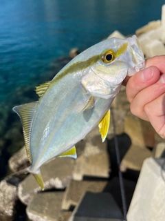 ツバスの釣果