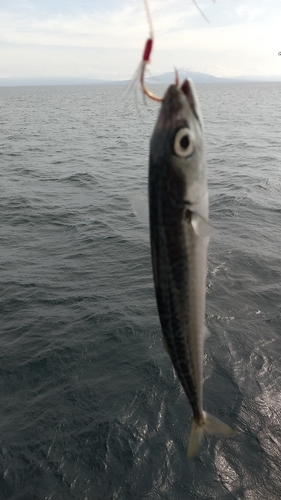 マサバの釣果