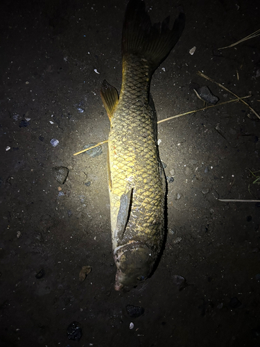 ニゴイの釣果