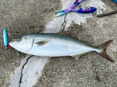 ショッコの釣果