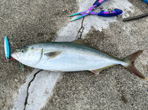 ショッコの釣果