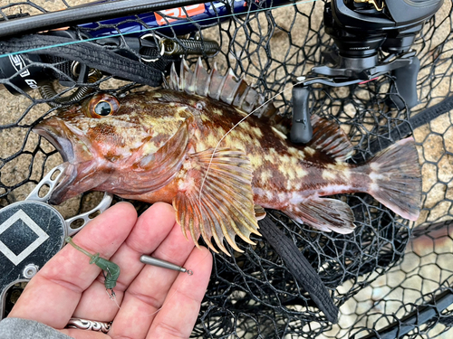 ガシラの釣果