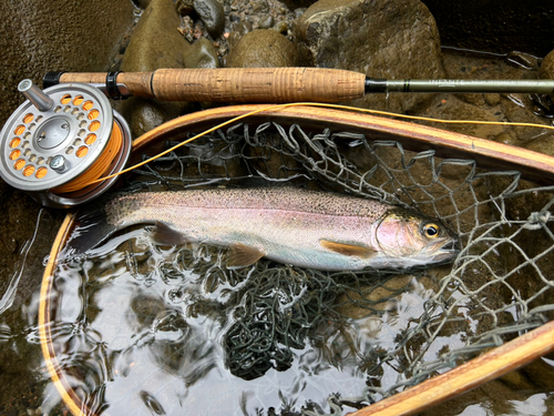 ニジマスの釣果