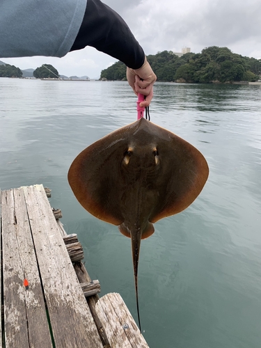 エイの釣果