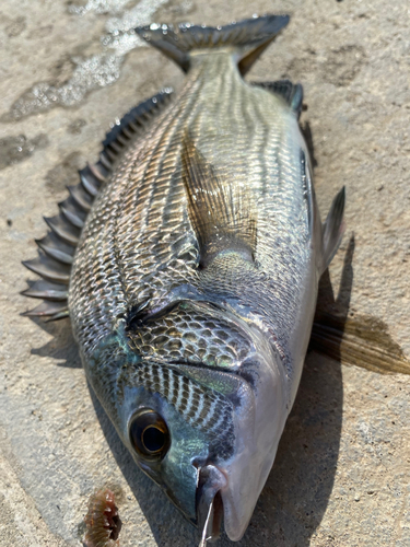 ハゼの釣果