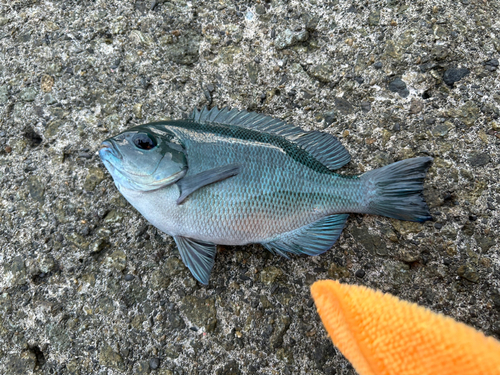 メジナの釣果