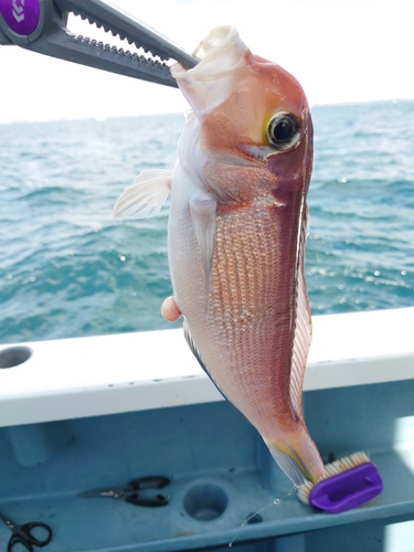 アカアマダイの釣果