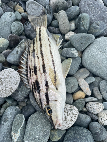 シマイサキの釣果