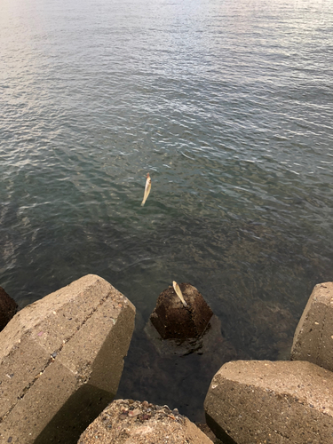 キスの釣果