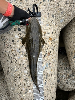 マゴチの釣果