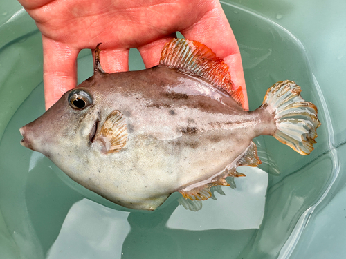 カワハギの釣果