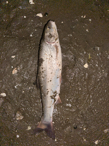 マルタウグイの釣果