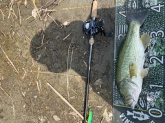 ブラックバスの釣果