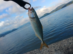 ツバスの釣果