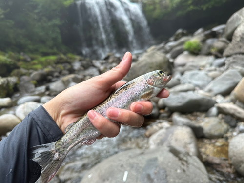 ニジマスの釣果