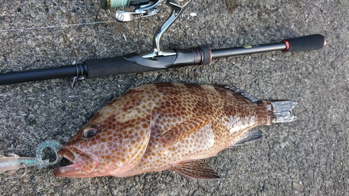 オオモンハタの釣果