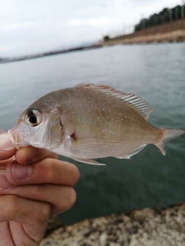 チャリコの釣果