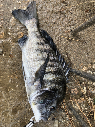 チヌの釣果